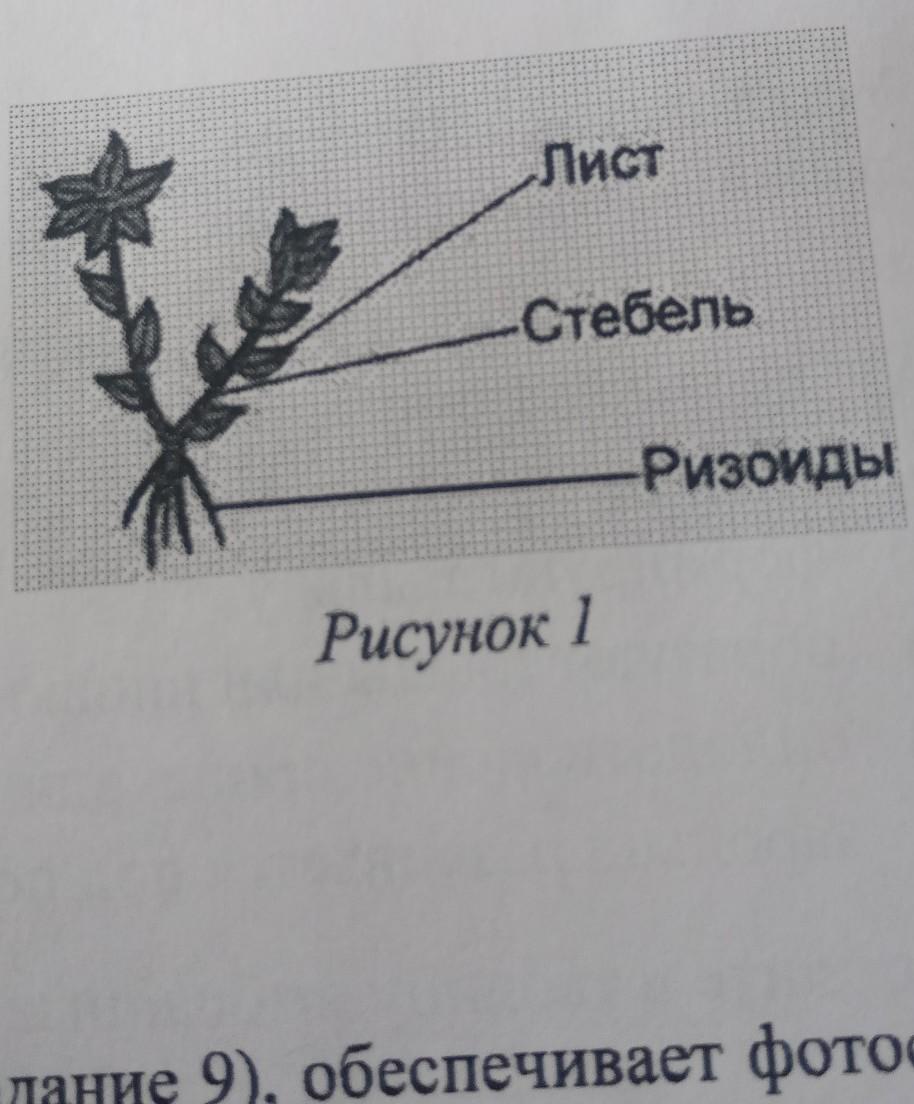 Ризоиды на рисунке