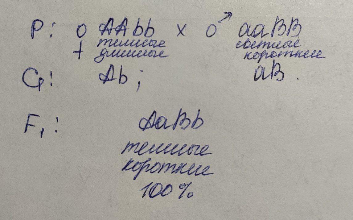 У человека длинные ресницы доминируют над короткими