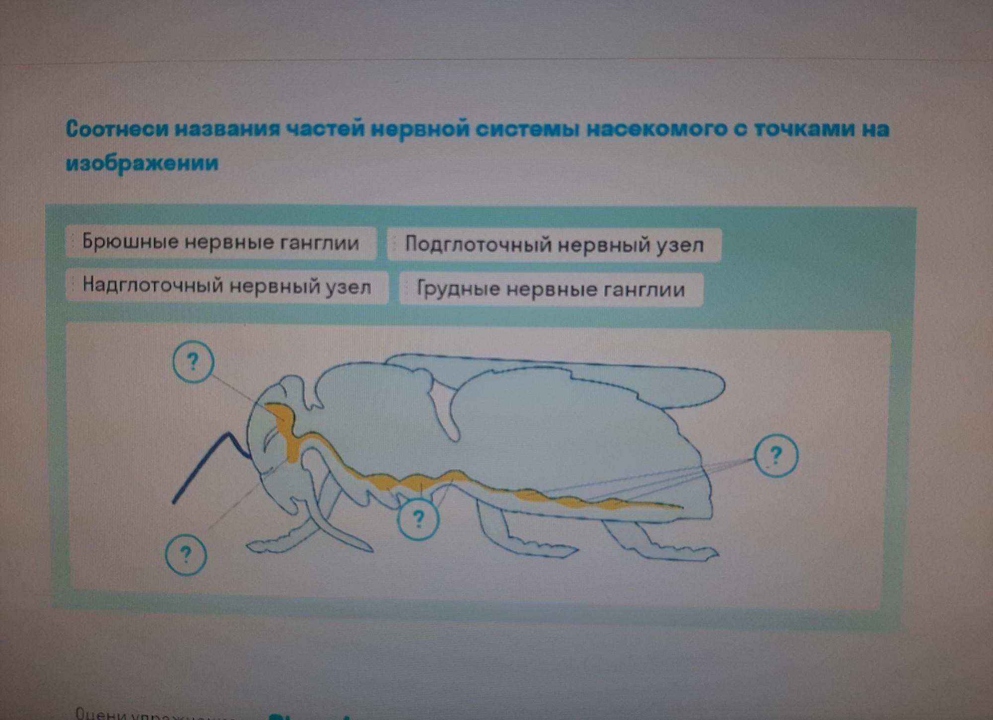 Соотнеси названия структур семени с точками на изображении