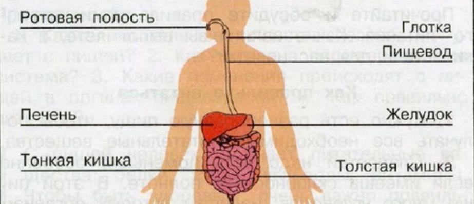 Органы пищеварения 3 класс окружающий мир презентация