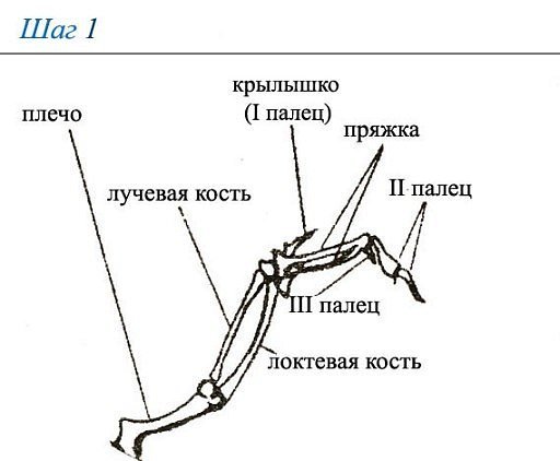 Схема свободной конечности наземного типа