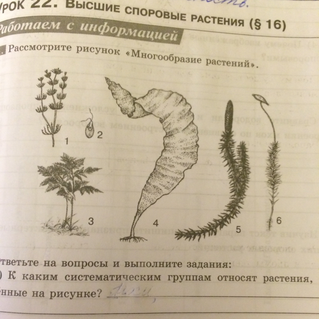 Какими цифрами обозначены группы организмов к которым относят изображенных на рисунках растения