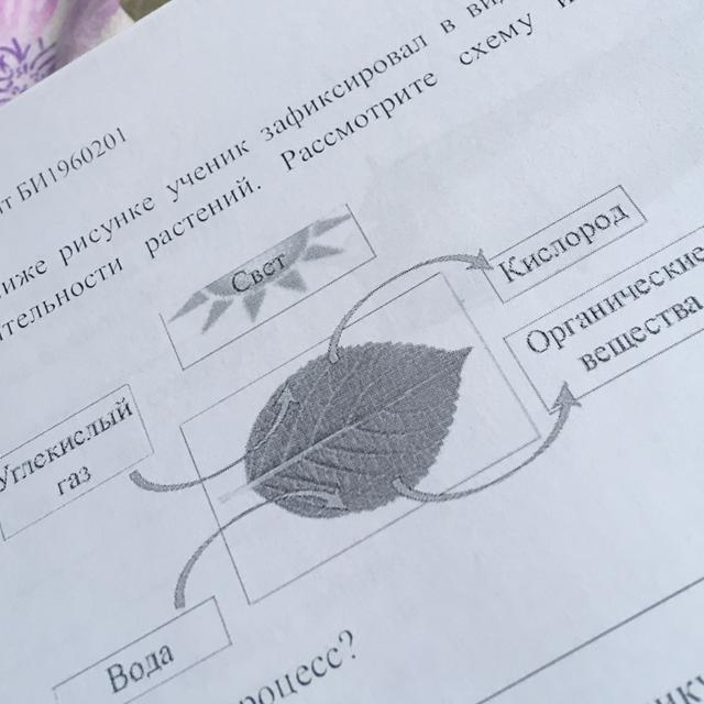 Какая область ботанической науки изучает транспирацию