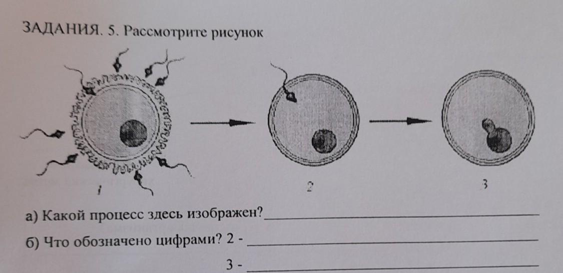 Какой процесс изображен на рисунке