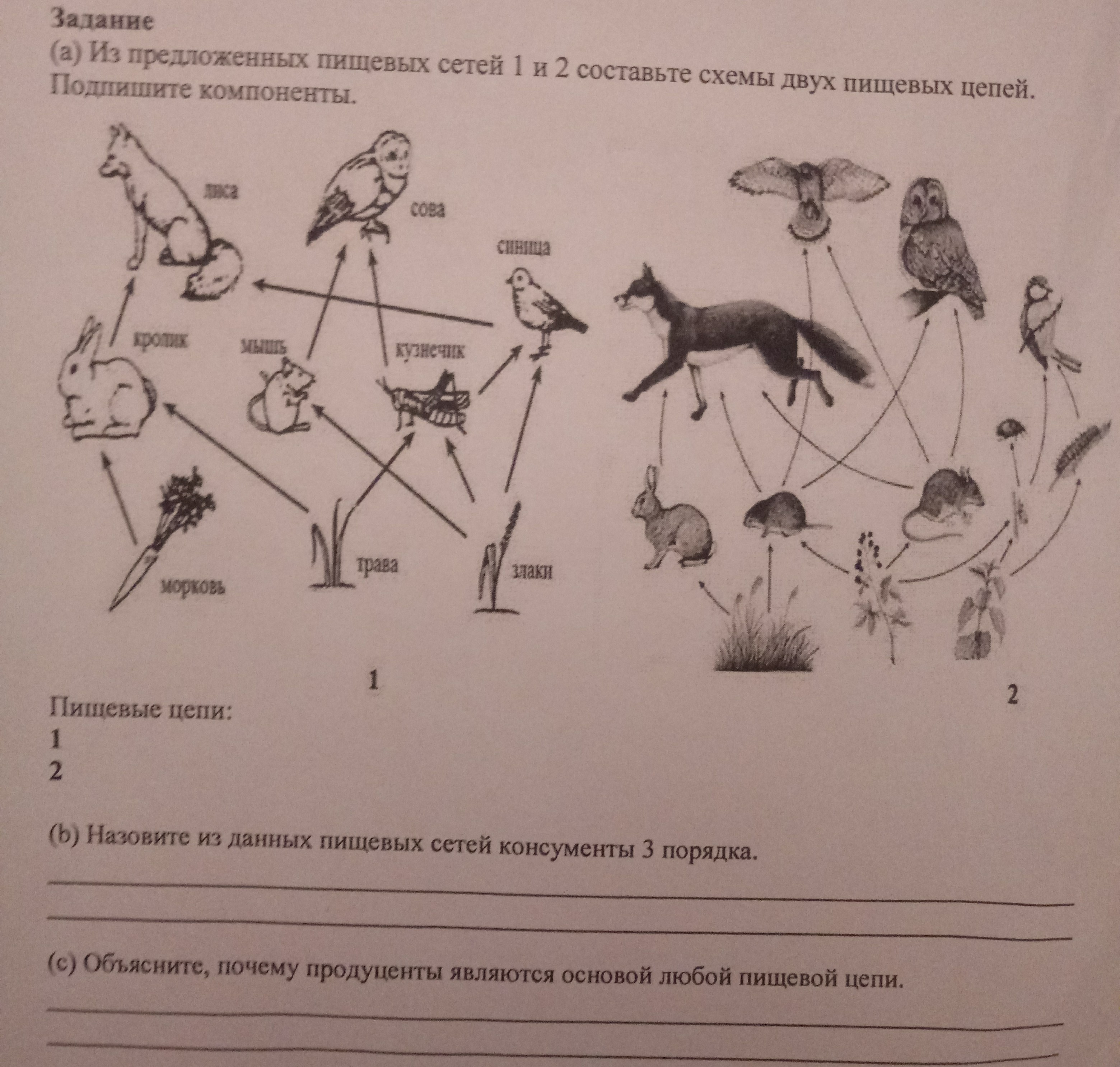 Выберите фрагменты пищевых сетей