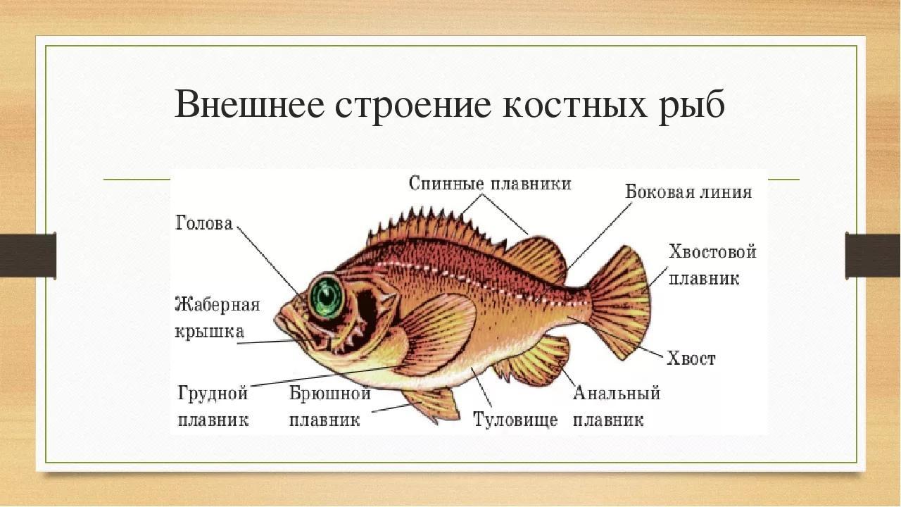 Биология про рыб 7 класс. Внешнее строение костных рыб. Лучепёрые рыбы внешнее строение. Схема внешнего строения рыбы. Внешнее строение костистой рыбы.