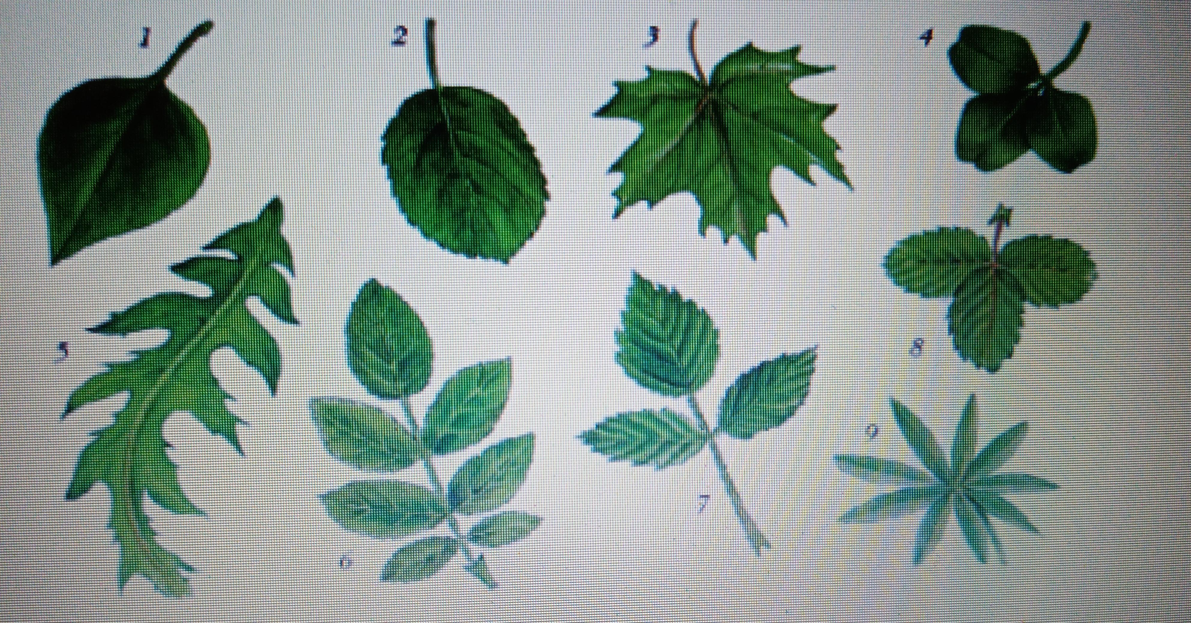 Название растения листья простые. Растения со сложными листьями. Простые и сложные листья. Листья разных растений. Деревья со сложными листьями.