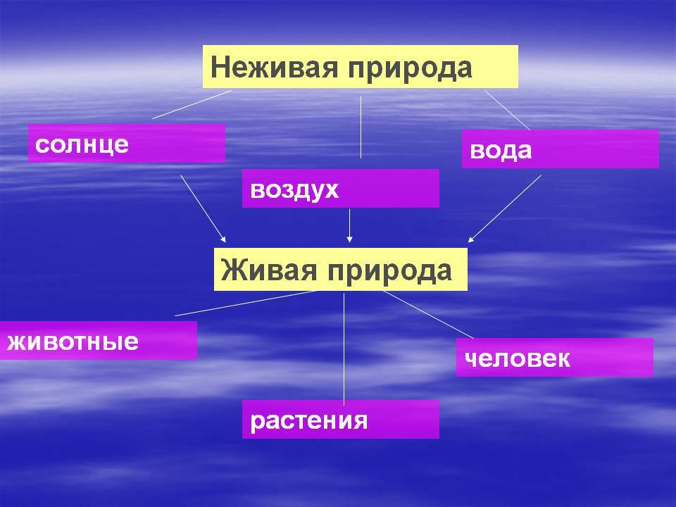 Какой жанр представляет собой изображение неживой природы