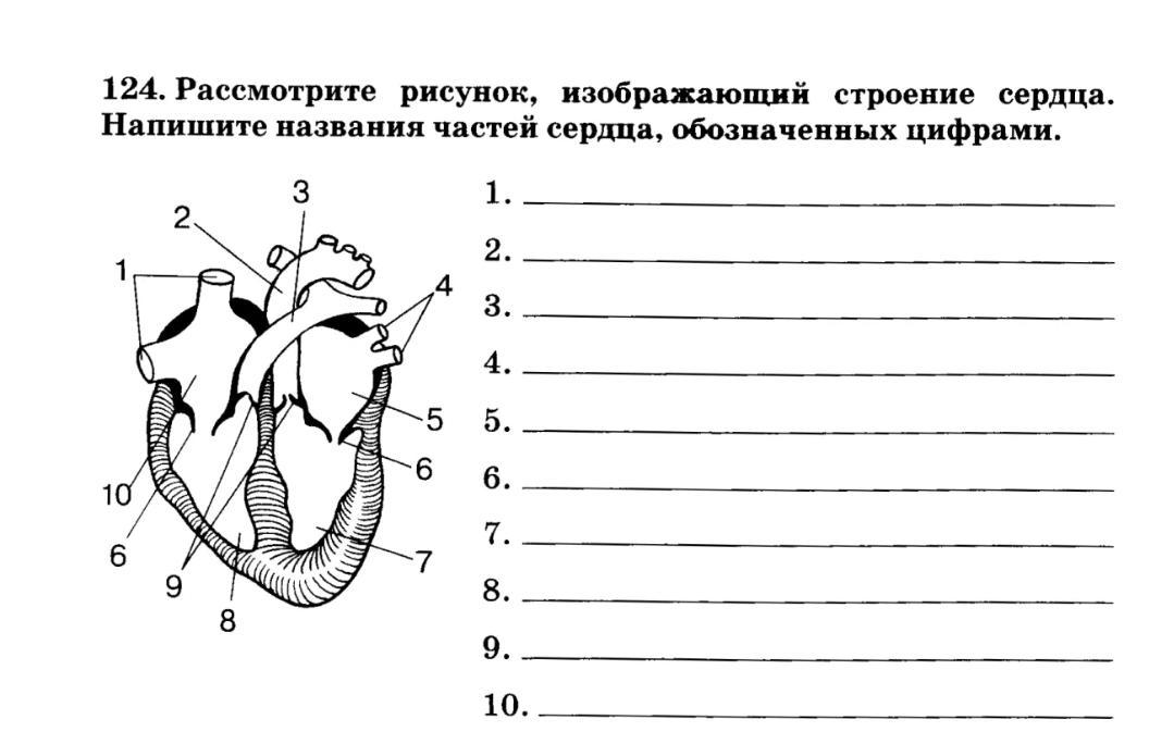 Схема по биологии 8 класс