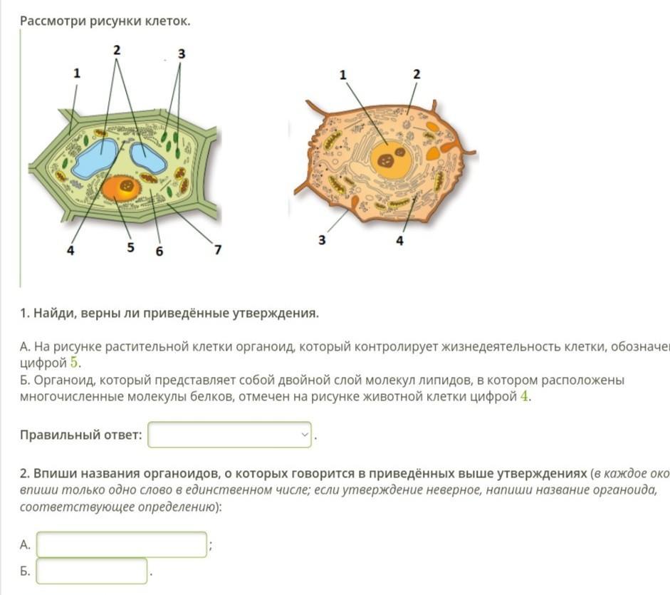 На рисунке растительной клетки цифра 4 обозначает