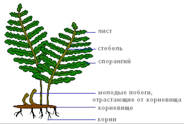 Какие признаки характерны для отдела один из представителей которого изображен на рисунке папоротник