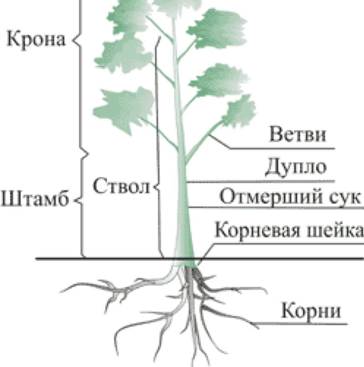 Состав дерева схема