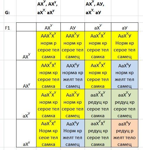 У дрозофилы рецессивный ген желтой окраски