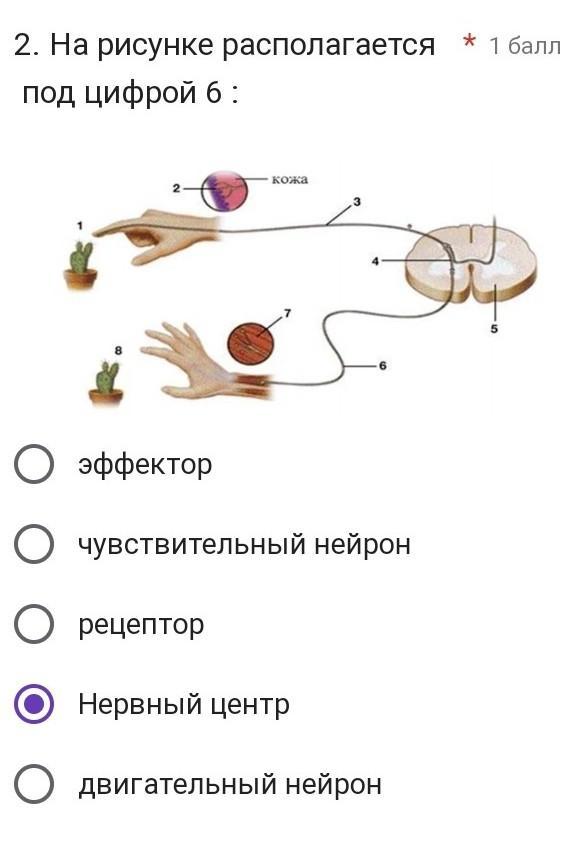 Первичный афферентный нейрон. Вегетативный ганглий строение локализации. Медиатор парасимпатического отдела вегетативной нервной системы. Сенсорные рецепторы. Рецепторы нейронов ганглия.