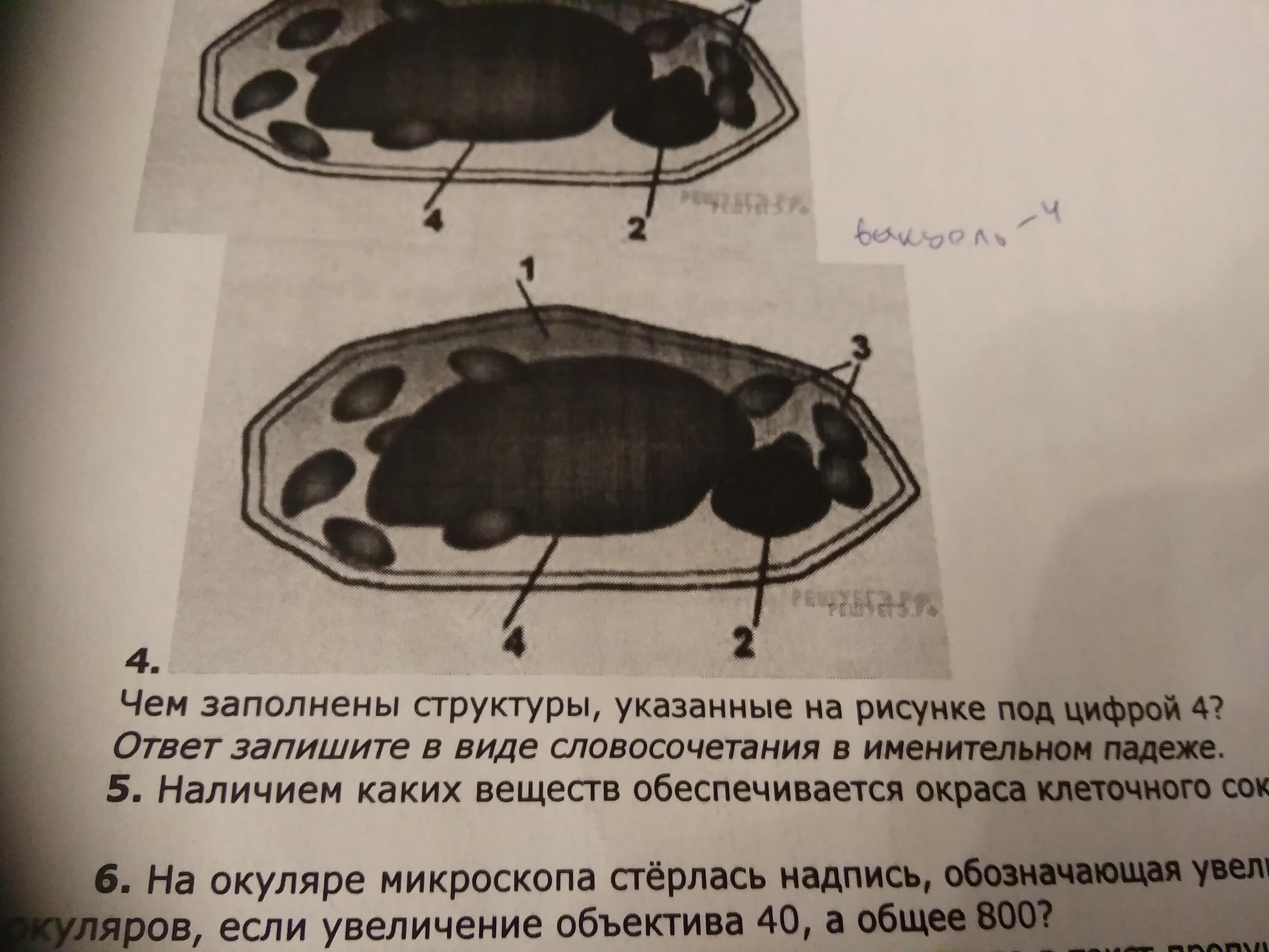 Что изображено на рисунке под цифрой 4 биология