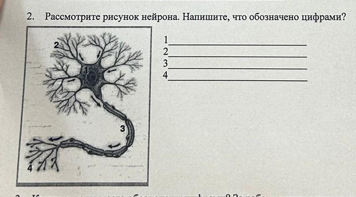 Что на рисунке обозначено цифрой 4 биология