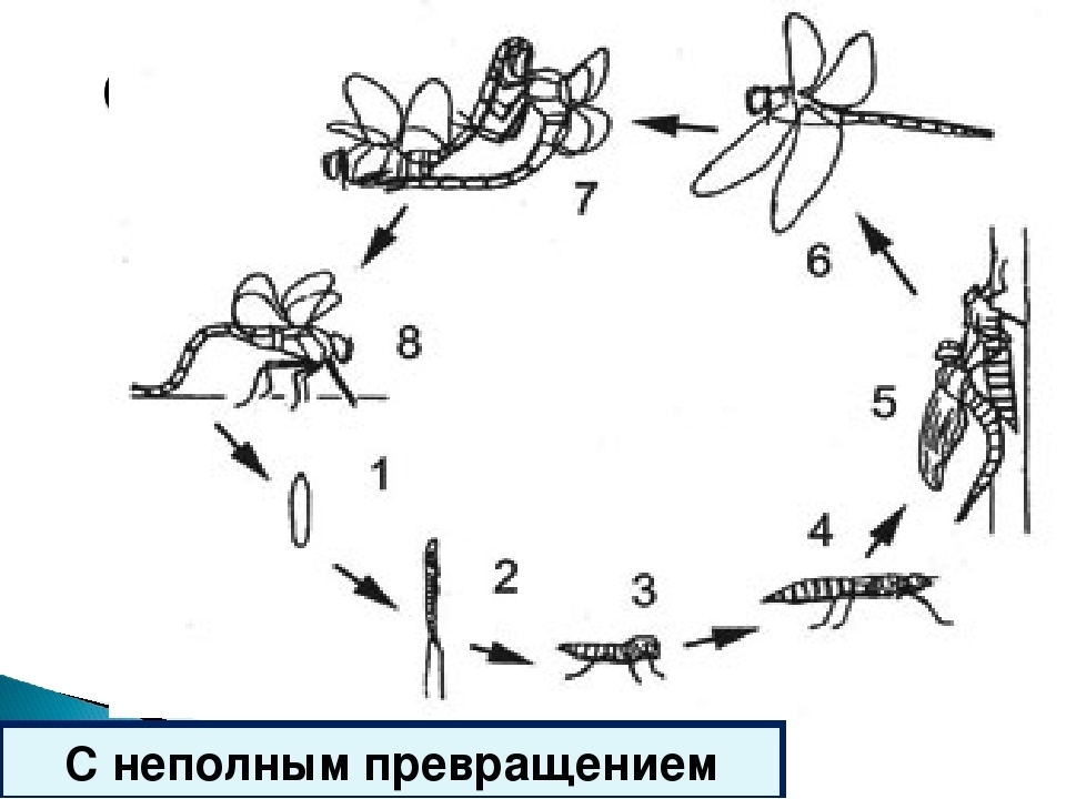 Схема развития насекомых с полным превращением