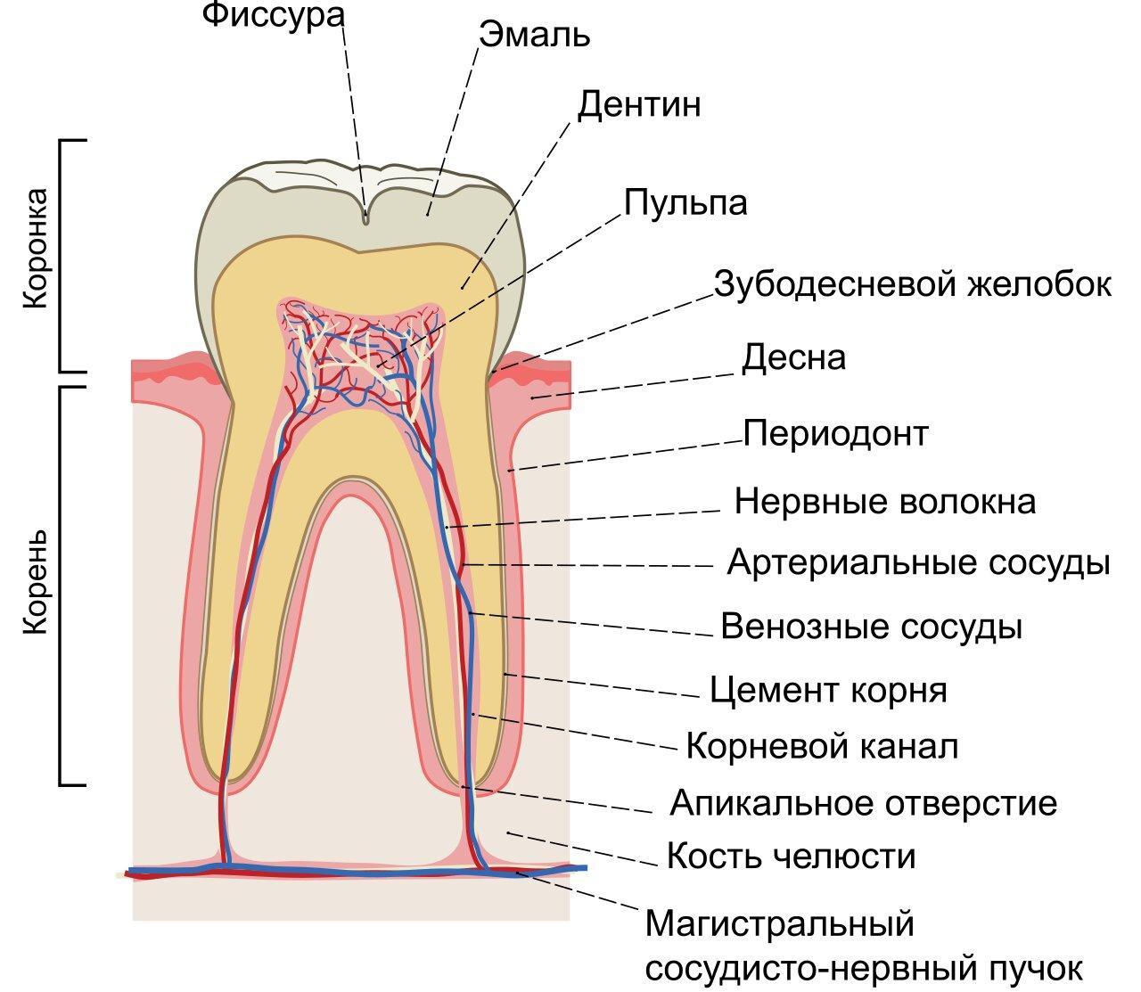 Зубные каналы рисунок