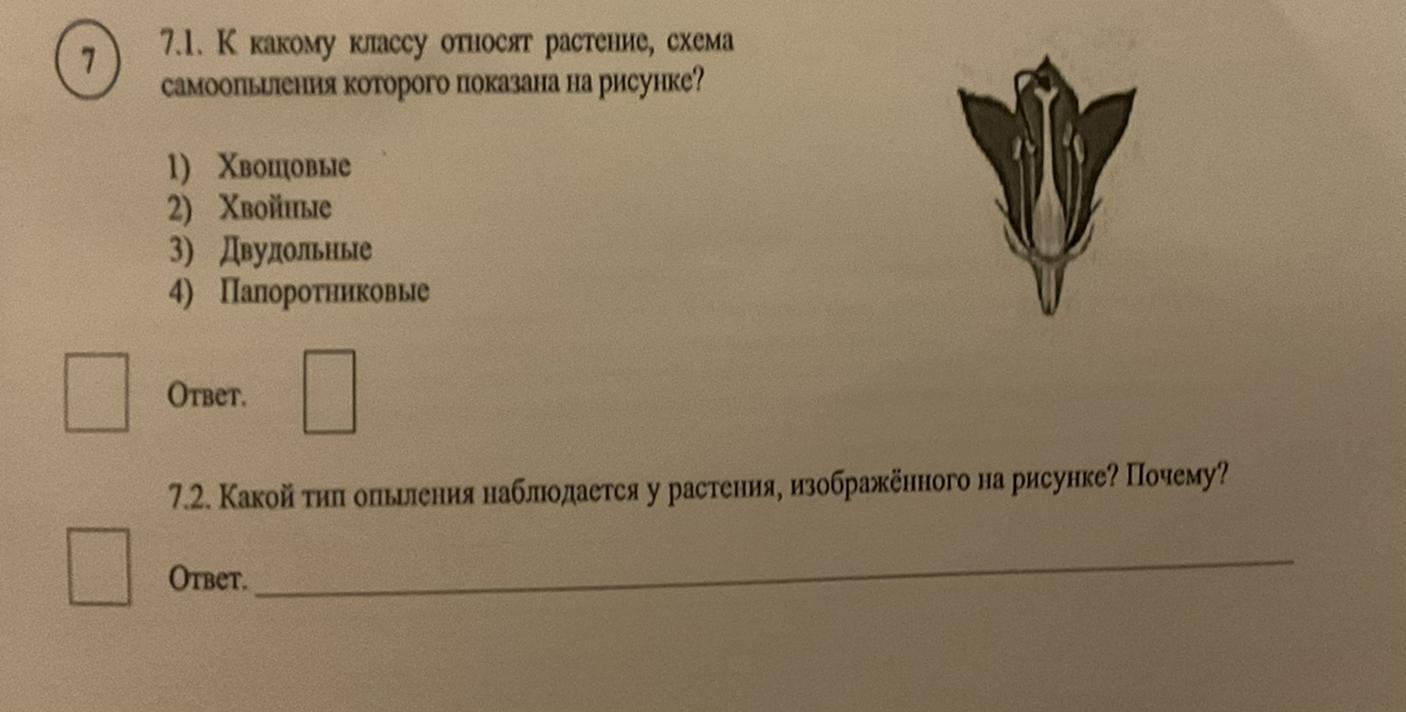 К какому классу относят растение лист которого показан на рисунке 1 лист