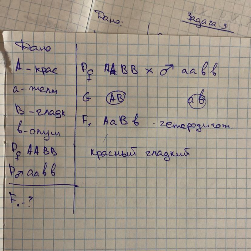 У томатов красная окраска доминирует над