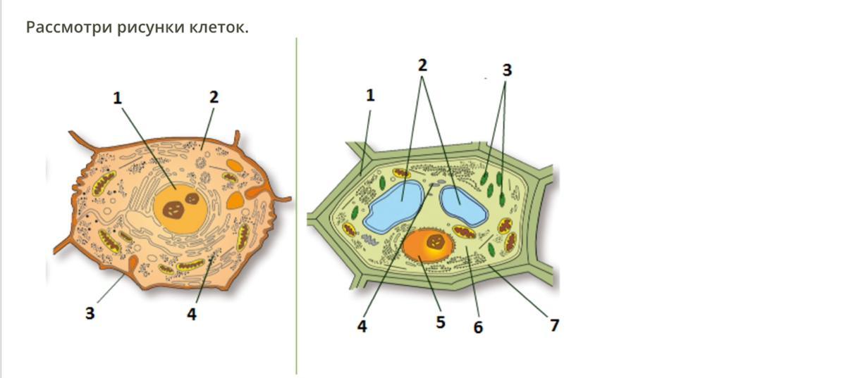 В каком процессе клетки участвует изображенный на рисунке органоид 1 в раздражимости 2 в питании