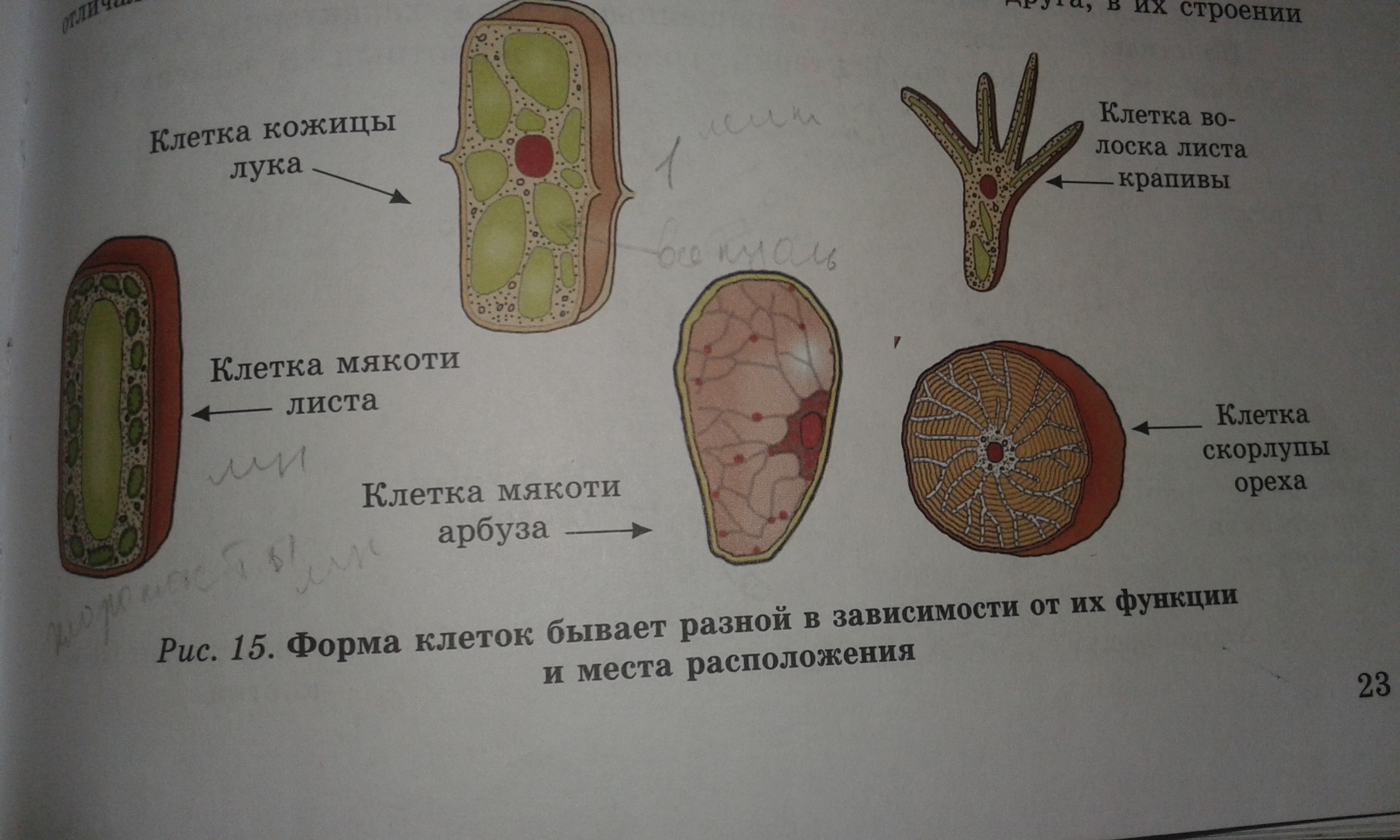 Какое строение имеют клетки мякоти. Строение клетки винограда. Строение клетки скорлупы ореха. Строение клетки винограл. Клетка листа яблони.