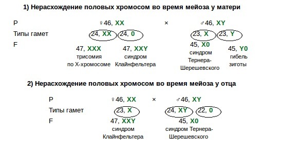 Схема распределения хромосом в мейозе при независимом наследовании