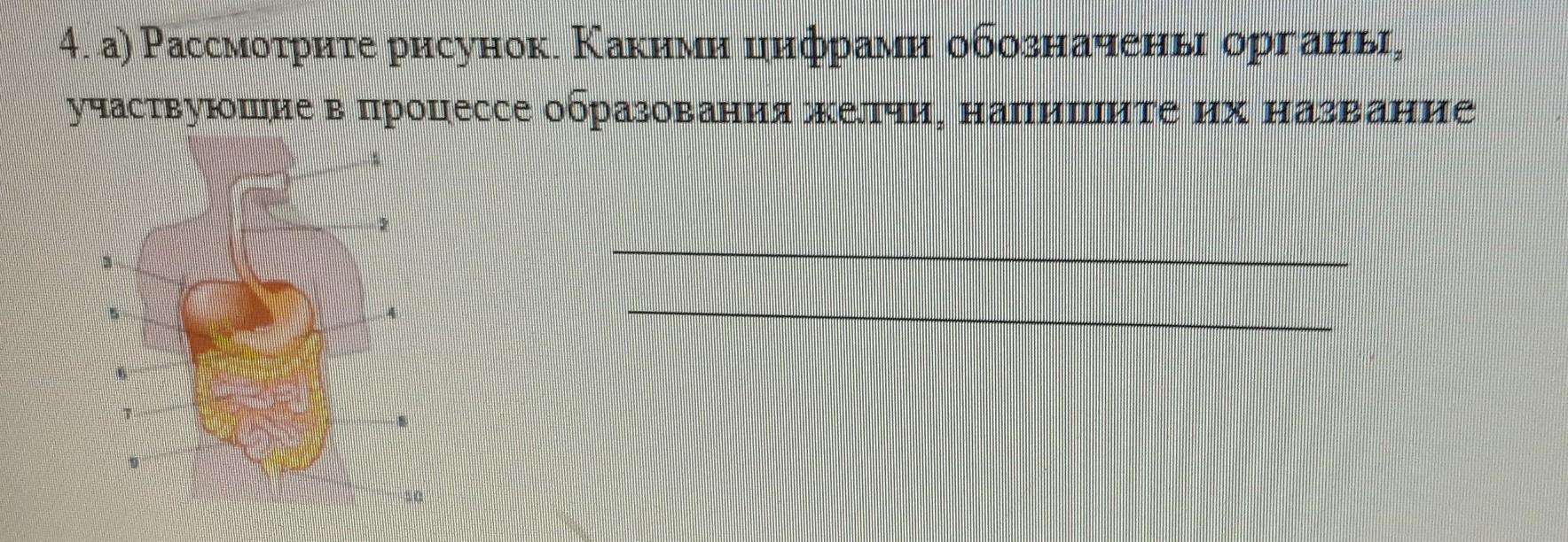 Впечатай название пищеварительной железы обозначенной на рисунке цифрой 11