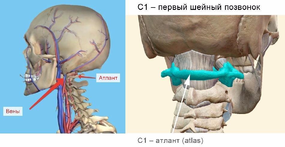 Мышцы атланто затылочного сустава