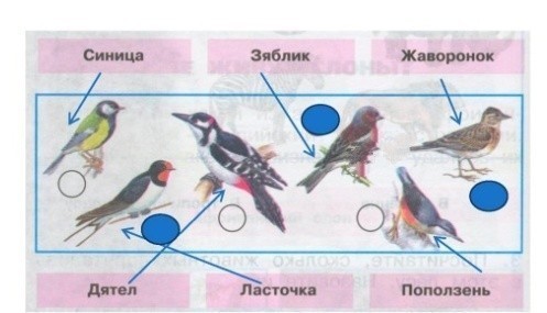 Рабочая тетрадь окружающий мир 1 класс птицы. Где зимуют птицы 1 класс окружающий мир рабочая тетрадь. Окружающий мир 1 класс птицы рабочая. Окружающий мир птицы рабочая тетрадь. Окружающий мир 2 класс рабочая тетрадь 1 часть про птиц.