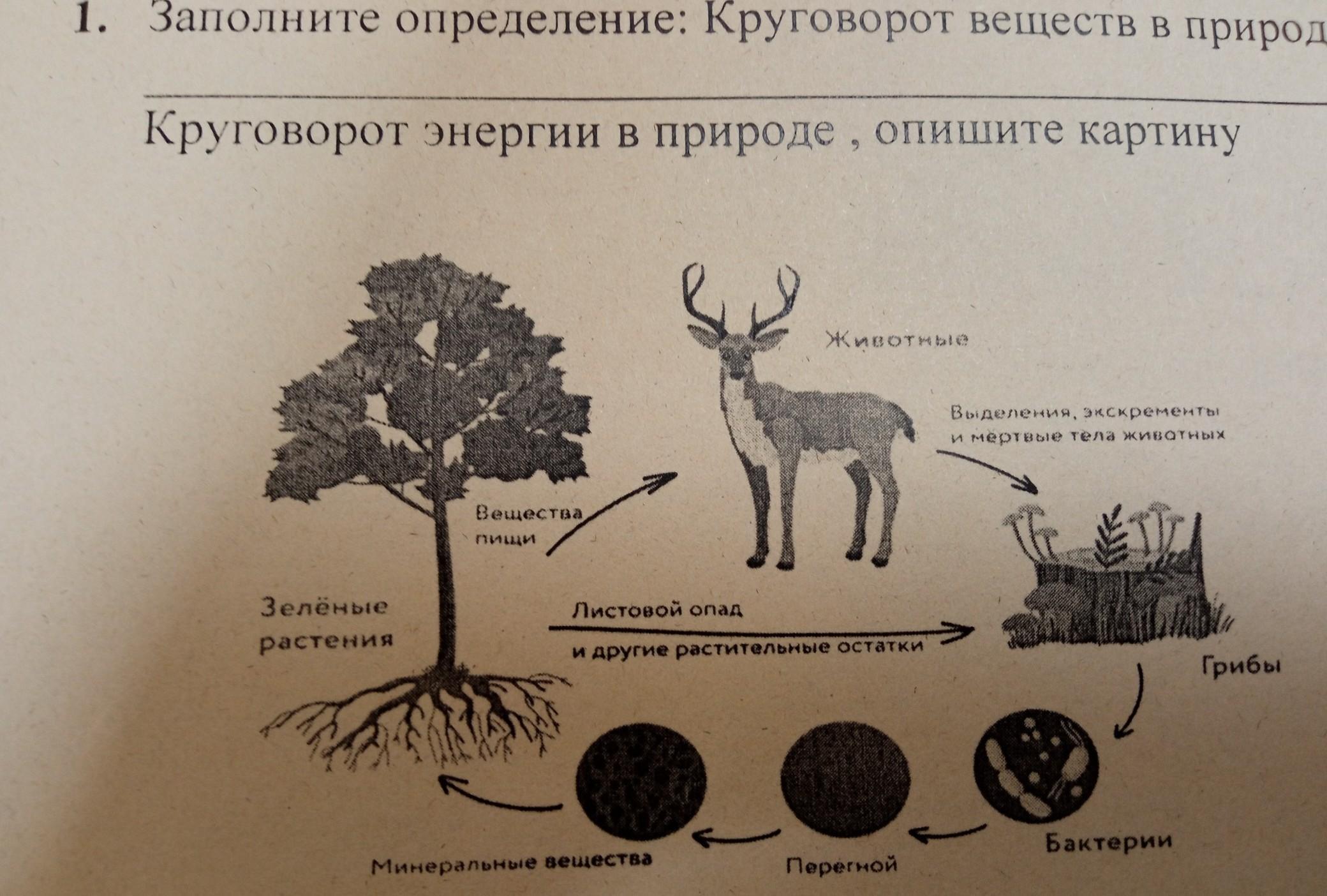 Цикл жизни в природе. Роль растений в круговороте веществ. Роль растений в круговороте веществ в природе. Замкнутый круговорот веществ. Какова роль зелёных растений в круговороте веществ и энергии?.