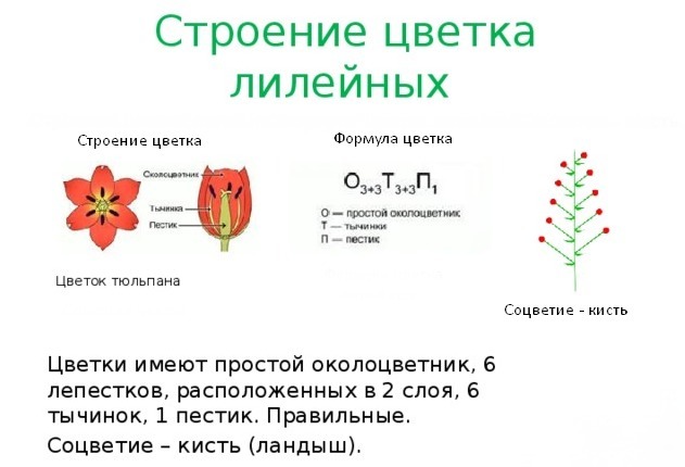 Цветок лилейных схема