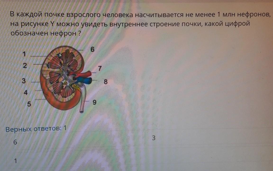 Почка обозначена цифрой. Какие части почки обозначены цифрами 1-7 почему. Биология. Какие почки обозначены цифрами 4, 5. В каждой почке насчитывается около миллиона нефронов. Почка что обозначено цифрами 2378.