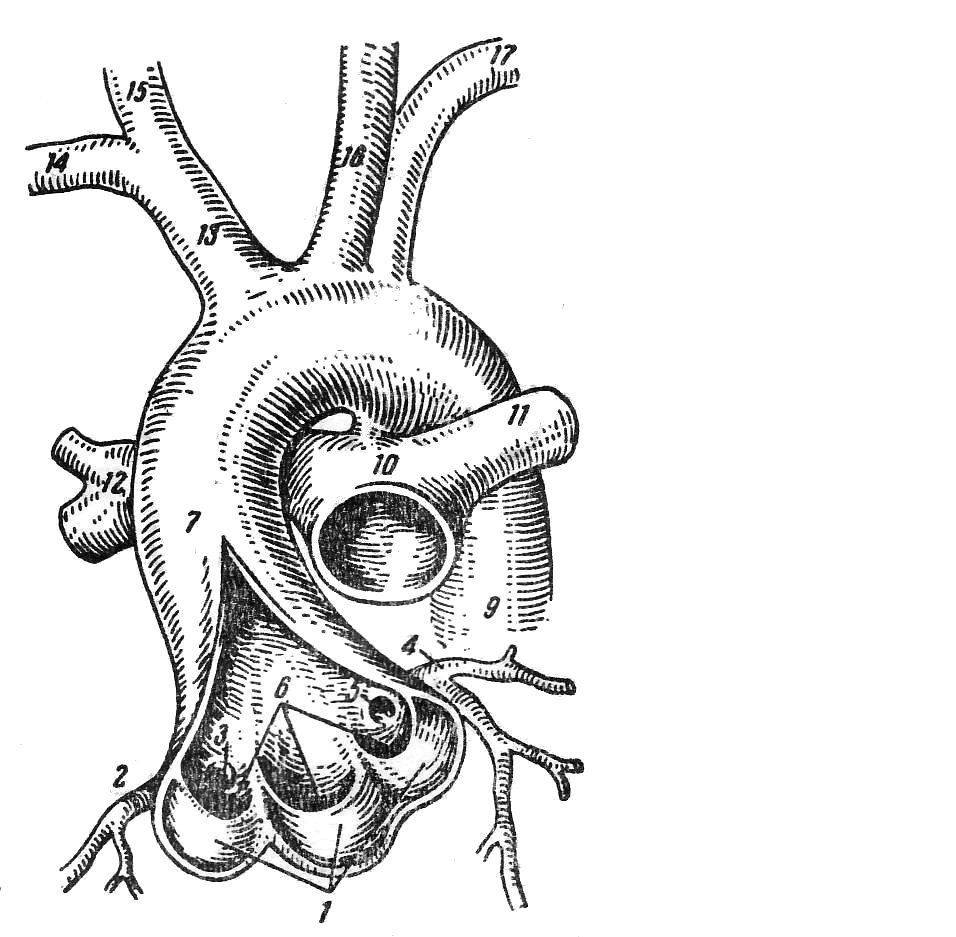 Дуга аорты рисунок с обозначениями