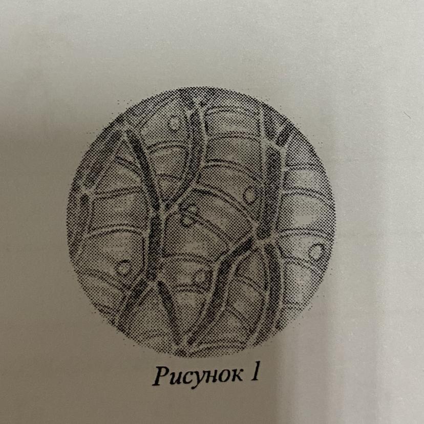 На рисунке изображено растение которое поставили на подоконник за несколько дней наблюдений