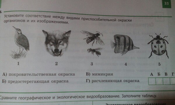 Установите соответствие между видом организмов. Установите соответствие между животными и типом окраски. Установите соответствие между изображенными организмами и их. Соответствие окраски и формы животного. Установите соответствие между животными и их изображениями.