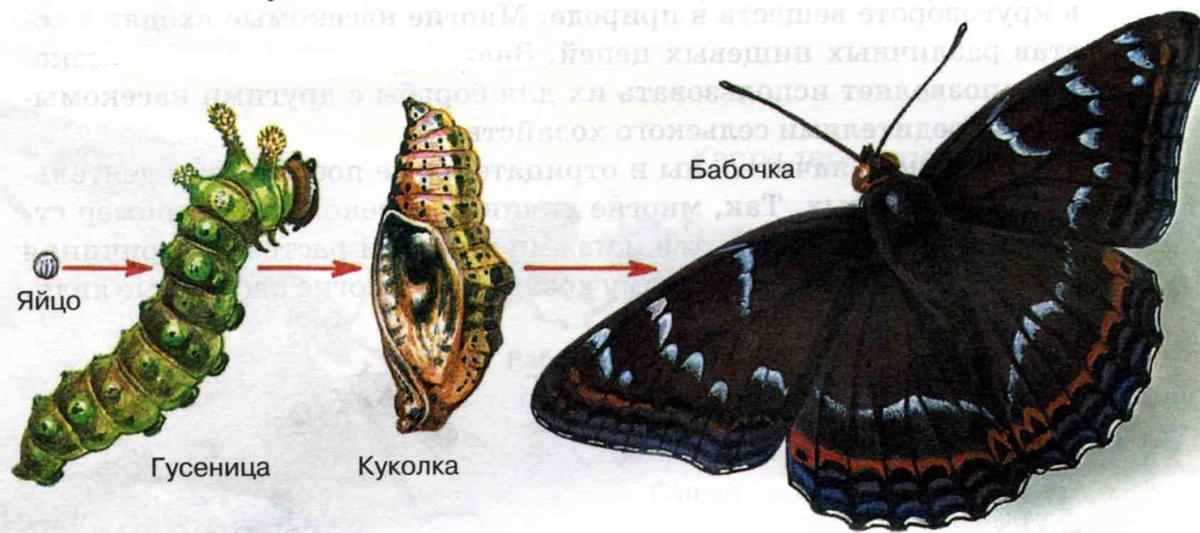 Стадии развития бабочки картинки