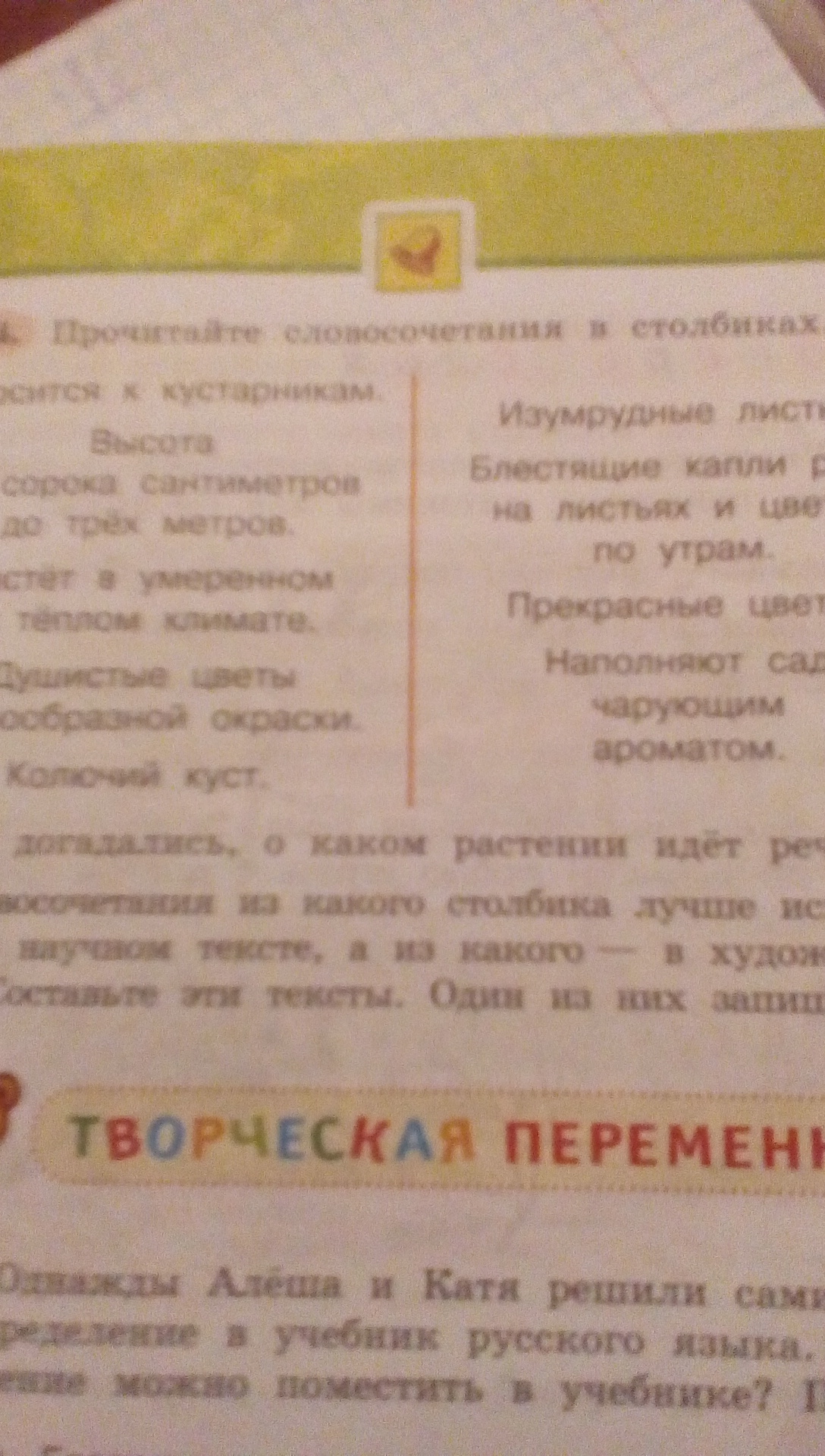 Прочитайте выражения в столбиках относится к кустарникам. Прочитайте выражения в столбиках относится к кустарникам