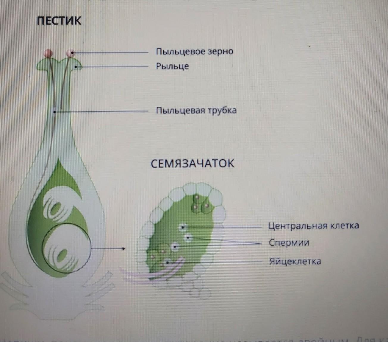 Почему двойное оплодотворение получило такое название. Двойное оплодотворение у цветковых растений. Схема оплодотворения у цветковых растений. Схема двойного оплодотворения у растений. Рисунок двойного оплодотворения у цветковых растений.