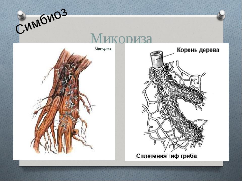 Изучите рисунок какой тип взаимоотношений иллюстрирует рисунок корень дерева сплетения гиф гриба