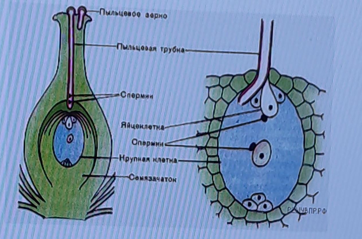 Данный процесс