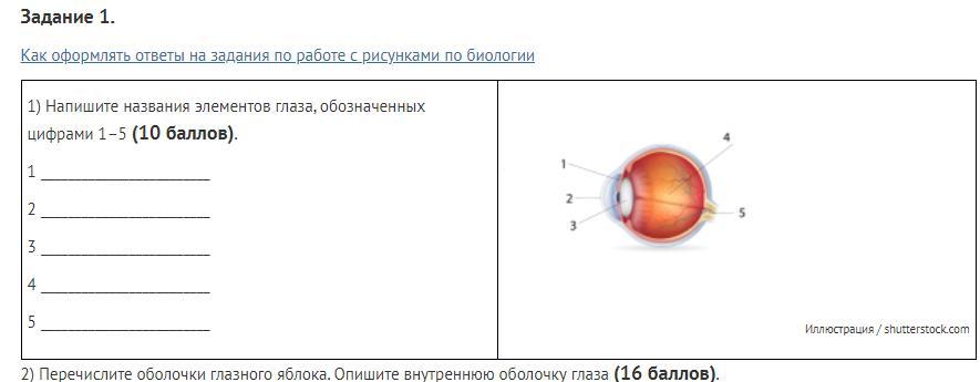 Рассмотрите рисунок 16 назовите части глаза обозначенные цифрами укажите их функции