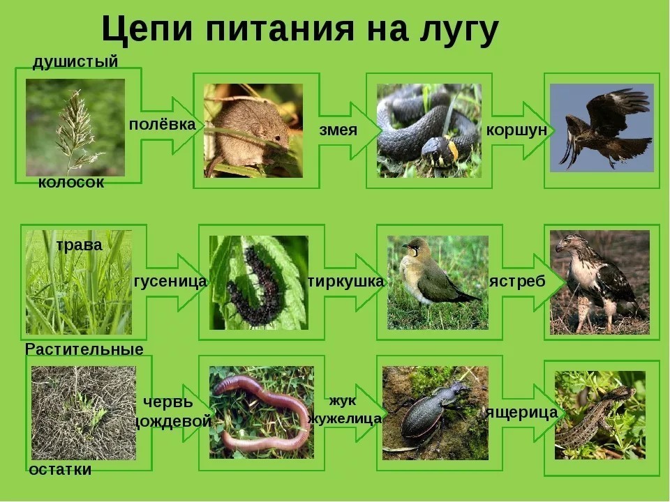 Построй и покажи стрелочками цепь питания используя рисунок