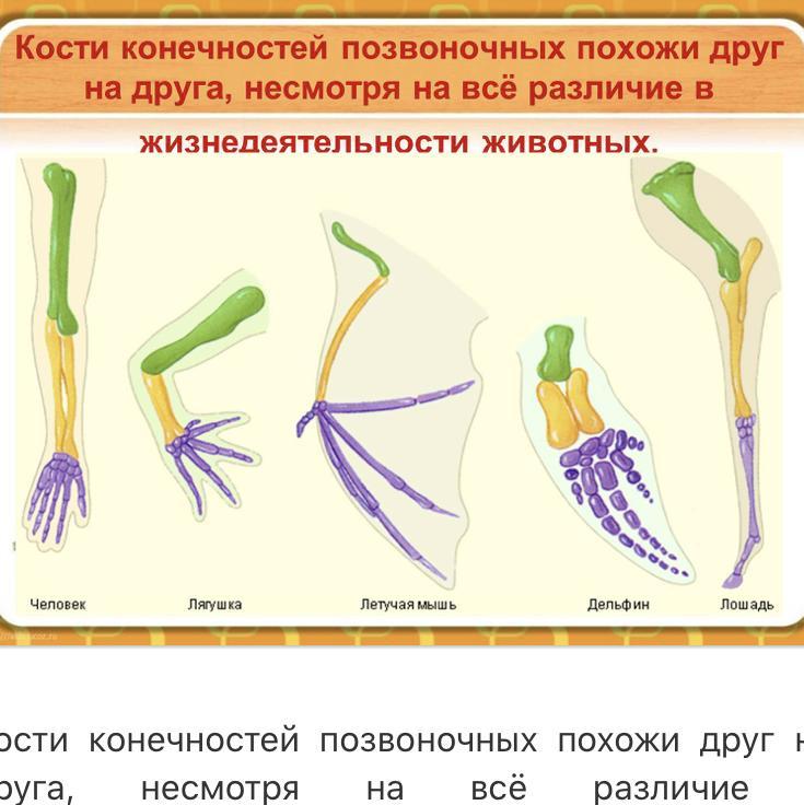 На рисунках ниже представлено одно из доказательств эволюции какая наука