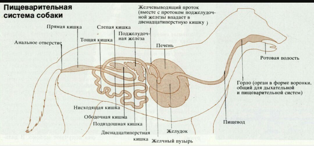 На схеме пищеварительной системы голубя мускульный желудок обозначен цифрой ответ на тест