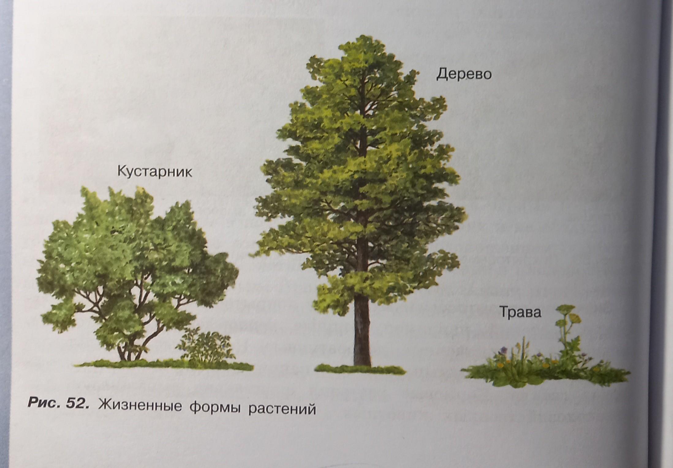 Примеры деревьев. Дерево и кустарник отличия. Покрытосеменные растения деревья кустарники травы примеры. Растения деревья кустарники травы окружающий мир 2 класс. Рисунок Покрытосеменные и хвойные в высоких широтах.