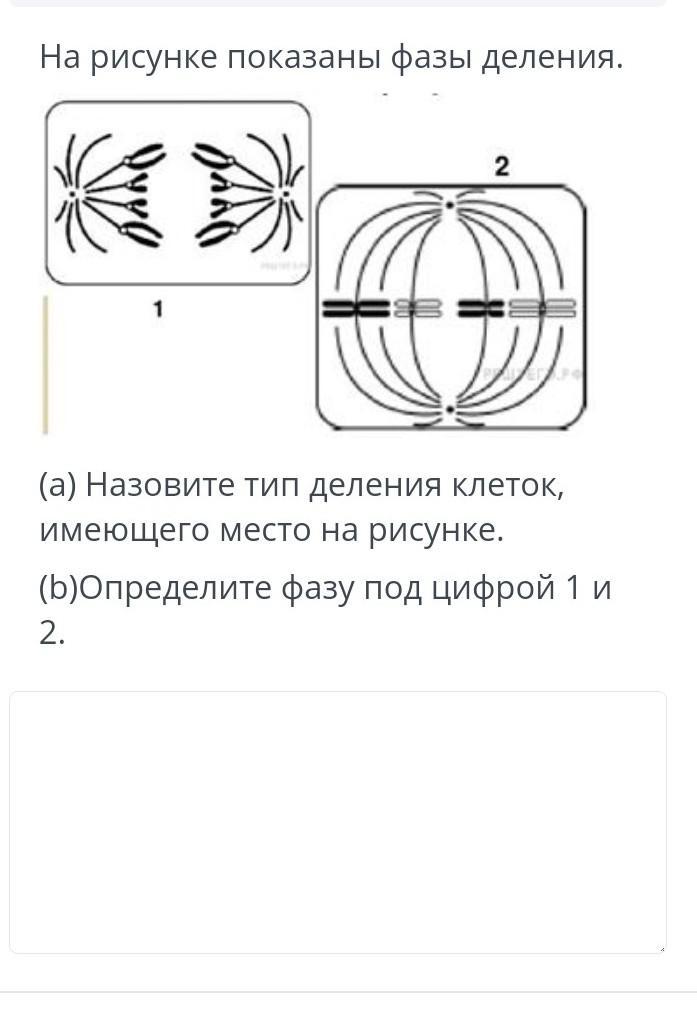 Назовите тип и фазу деления соматической клетки. Назовите Тип и фазу деления. Назовите Тип и фазу деления изображённых на рисунке. Фазы деления клетки рисунок. Какая фаза деления изображена на рисунке под цифрой 3?.