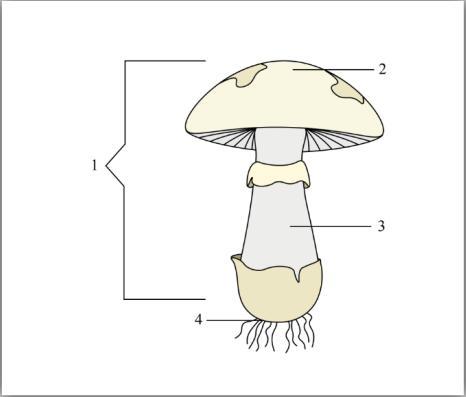 Подпишите рисунок 1 2 3