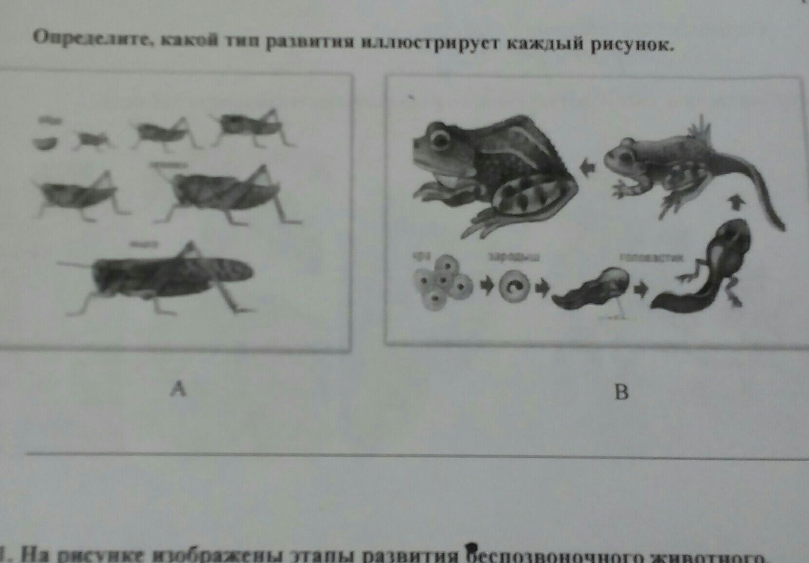Кто прогрессивнее: бактерия или человек? - ЭВОЛЮЦИЯ - РЕГУЛИРУЕМЫЙ ПРОЦЕСС