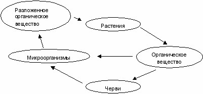 Схема круговорота веществ в сообществе луг? - Биология